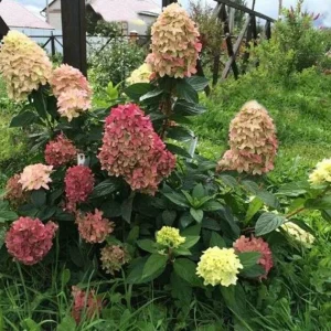 Hydrangea Paniculata 'Graffiti' Live Plant – Starter Shrub – 6-8 Inch Tall – Outdoor - Image 1