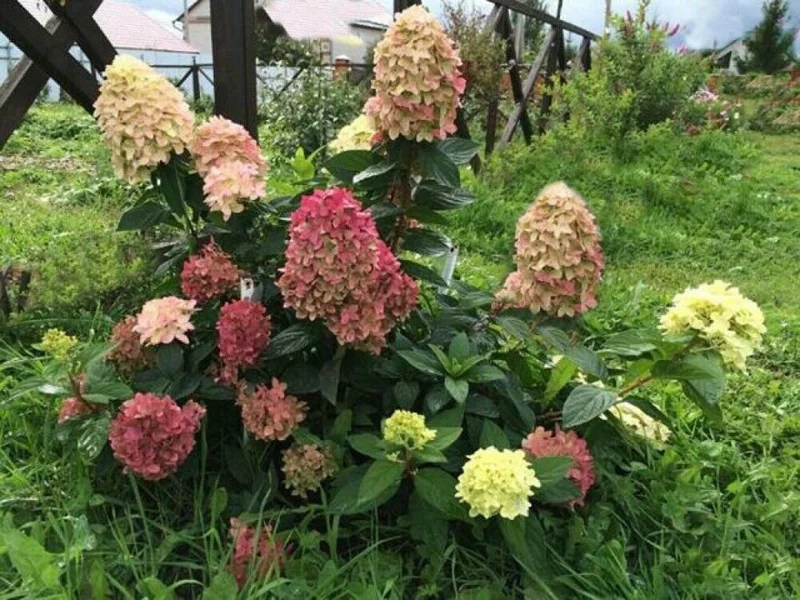 Hydrangea Paniculata 'Graffiti' Live Plant – Starter Shrub – 6-8 Inch Tall – Outdoor - Image 1