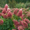 Hydrangea Paniculata 'Pinky Winky Prime' Live Plant - 7-12 Inch Tall, Potted Shrub - Image 1