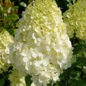 Hydrangea Paniculata 'Polar Bear' Live Plant - 5-7 Inch Starter Shrub - Image 1