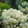 Hydrangea Paniculata 'Puffer Fish' Live Plant – White Blooms – 4-6 Inch Starter Shrub - Image 1