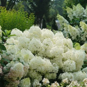 Hydrangea Paniculata 'Puffer Fish' Live Plant – White Blooms – 4-6 Inch Starter Shrub - Image 1