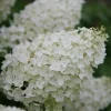 Hydrangea Paniculata 'Silver Dollar' Live Plant - White Blooms, 8-12 Inch Starter - Image 1