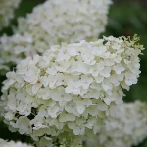 Hydrangea Paniculata 'Silver Dollar' Live Plant - White Blooms, 8-12 Inch Starter - Image 1