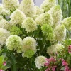 Hydrangea Paniculata 'Skyfall' Live Plant – Starter Shrub – Approx 6 Inch Tall - Image 1