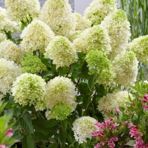 Hydrangea Paniculata 'Skyfall' Live Plant – Starter Shrub – Approx 6 Inch Tall - Image 1
