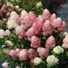 Hydrangea 'Powerball' Live Plant – Deciduous Shrub – Approx 6-8 Inch Starter Plant - Image 1