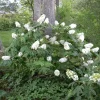 Hydrangea Quercifolia 'Snow Queen' Live Plant – Starter Oakleaf Shrub – 3x4 Inch Pot - Image 1