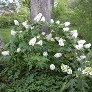 Hydrangea Quercifolia 'Snow Queen' Live Plant – Starter Oakleaf Shrub – 3x4 Inch Pot - Image 1