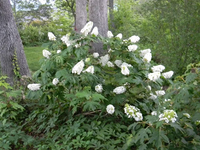 Hydrangea Quercifolia 'Snow Queen' Live Plant – Starter Oakleaf Shrub – 3x4 Inch Pot - Image 1