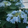 Hydrangea Serrata Tuff Stuff Ah Ha Live Plant, 4-6 Inch Starter, Pink/Blue Blooms - Image 1