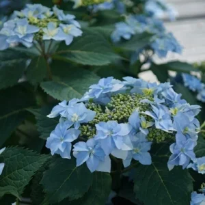 Hydrangea Serrata Tuff Stuff Ah Ha Live Plant, 4-6 Inch Starter, Pink/Blue Blooms - Image 1