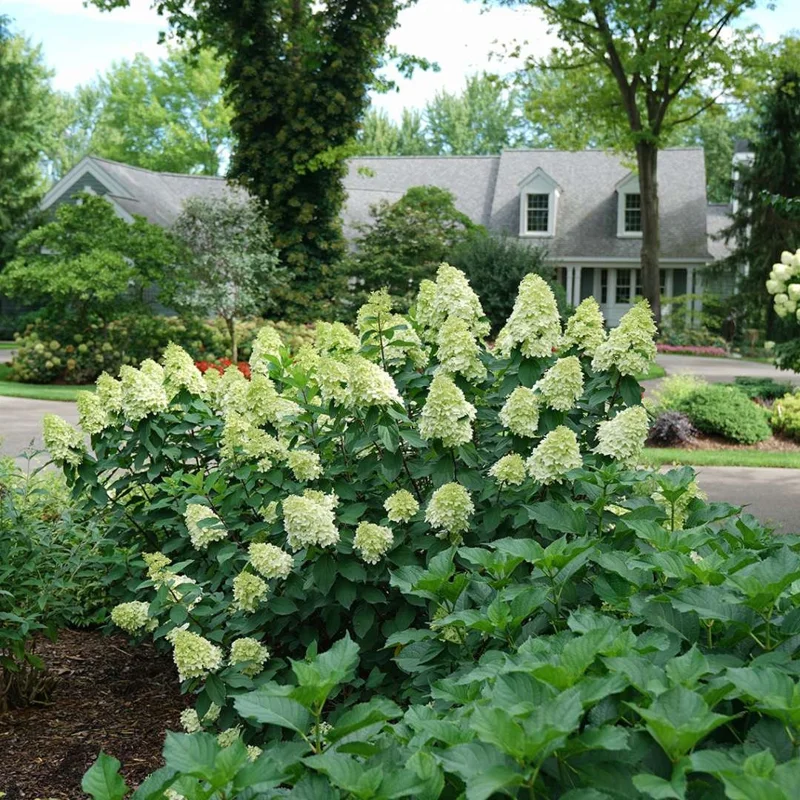 Hydrangea Starter Plant - Mixed Varieties - Live Plant - 2.5 inch Pot - Outdoor - Image 2