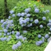 Hydrangea Starter Plant - Mixed Varieties - Live Plant - 2.5 inch Pot - Outdoor - Image 1