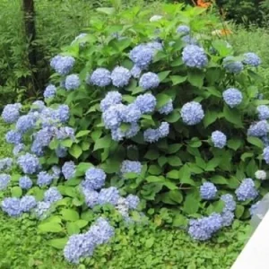 Hydrangea Starter Plant - Mixed Varieties - Live Plant - 2.5 inch Pot - Outdoor - Image 1