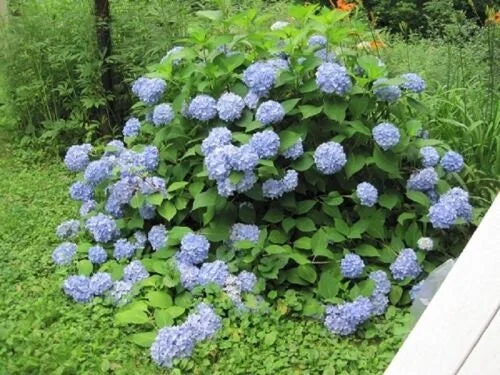 Hydrangea Starter Plant - Mixed Varieties - Live Plant - 2.5 inch Pot - Outdoor - Image 1