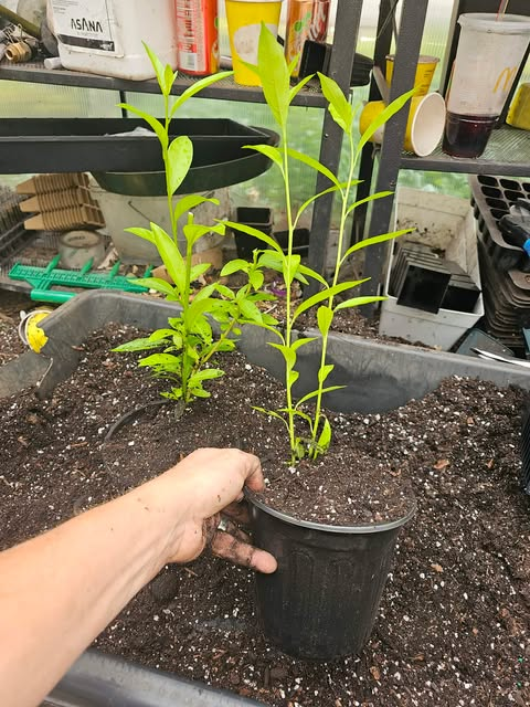 Night Blooming Jasmine Live Plant 18-inch Tall - 1 Gallon Pot - Image 4