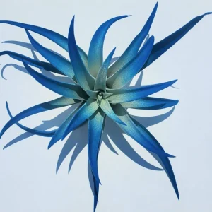 Indigo Dark Blue Tillandsia Air Plant - Live Houseplant - 4-6" Tall - Image 1