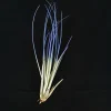 Indigo Juncea Airplant Tillandsia Live Plant 4-7 inch for Terrariums - Image 1
