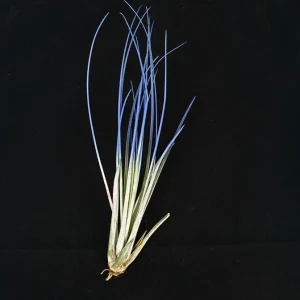 Indigo Juncea Airplant Tillandsia Live Plant 4-7 inch for Terrariums - Image 1