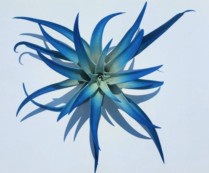 Indigo Tillandsia Air Plant - Dark Blue Enhanced Variety - Live Plant - 4-6 inches - Image 2