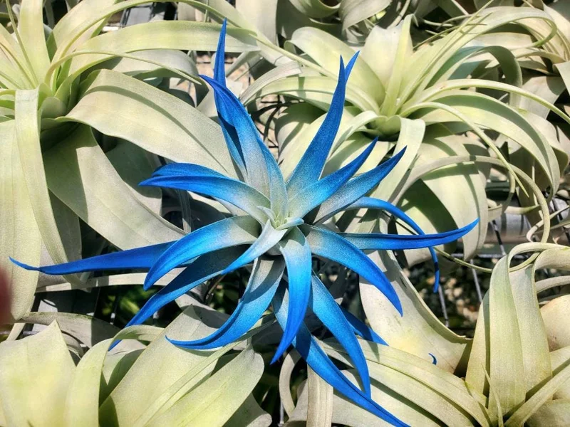 Indigo Tillandsia Air Plant - Dark Blue Enhanced Variety - Live Plant - 4-6 inches - Image 3