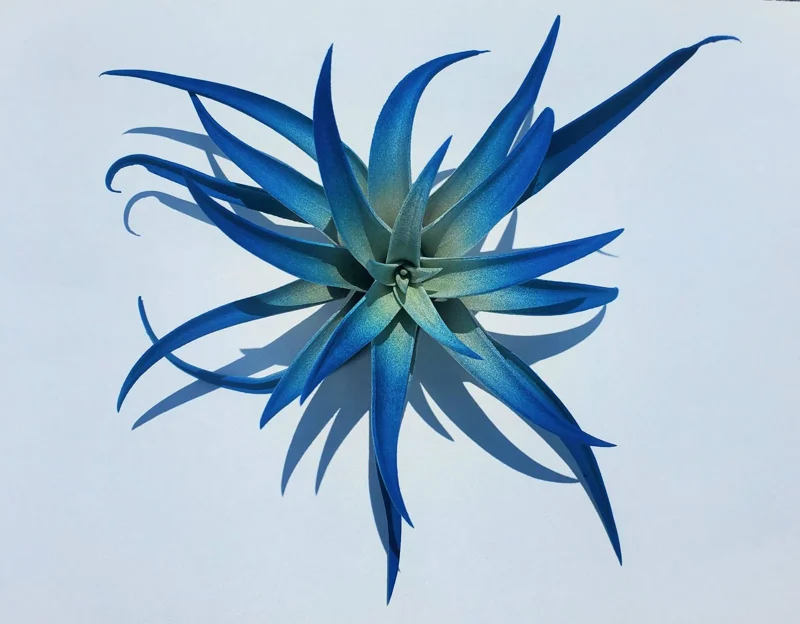 Indigo Tillandsia Air Plant - Dark Blue Enhanced Variety - Live Plant - 4-6 inches - Image 5