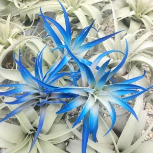 Indigo Tillandsia Air Plant - Dark Blue Enhanced Variety - Live Plant - 4-6 inches - Image 1
