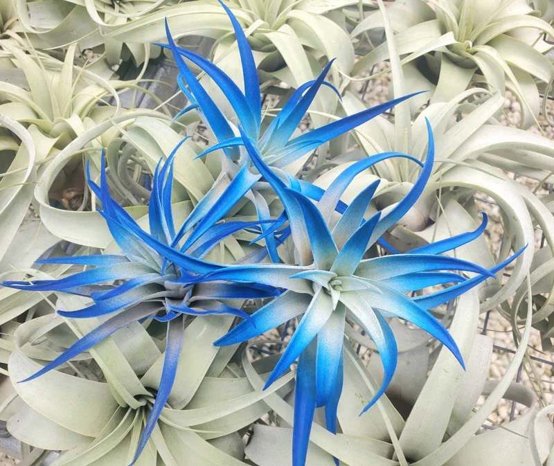 Indigo Tillandsia Air Plant - Dark Blue Enhanced Variety - Live Plant - 4-6 inches - Image 1