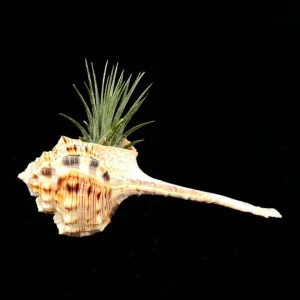 Iona Air Plant in Seashell - Live Tillandsia, 1-2