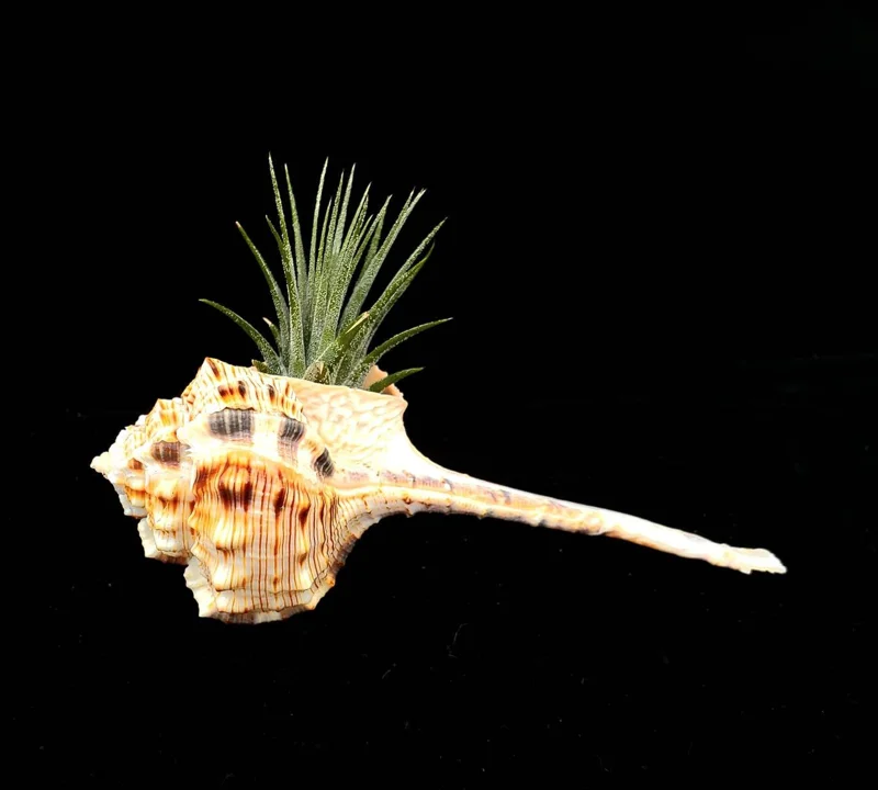 Iona Air Plant in Seashell - Live Tillandsia, 1-2" Plant, 5" Shell - Image 1