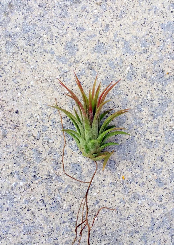 Iona Air Plant Tillandsia - Small Live Airplant - Easy Care Indoor/Outdoor - Image 1