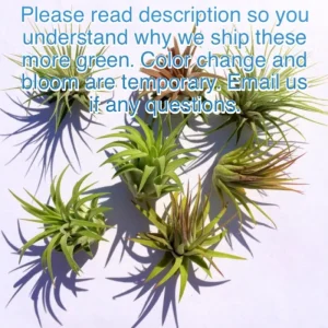 Iona Air Plant Tillandsia Varieties - Live Plant 3-Pack - Indoor Decor - Image 3
