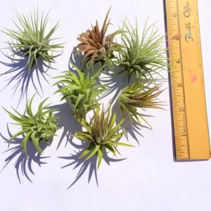 Iona Tillandsia Air Plant Live Plant 3-Pack - Terrarium & Indoor Decor - Image 2