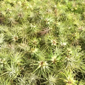 Iona Tillandsia Air Plant Live Plant 3-Pack - Terrarium & Indoor Decor - Image 3