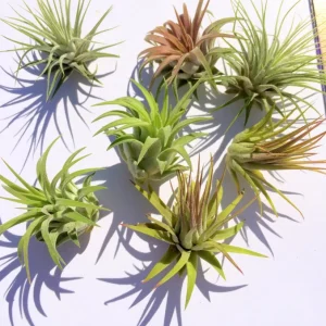 Iona Tillandsia Air Plant Live Plant 3-Pack - Terrarium & Indoor Decor - Image 5