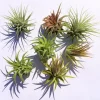Iona Tillandsia Air Plant Live Plant 3-Pack - Terrarium & Indoor Decor - Image 1