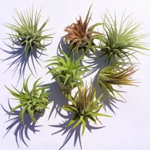 Iona Tillandsia Air Plant Live Plant 3-Pack - Terrarium & Indoor Decor - Image 1