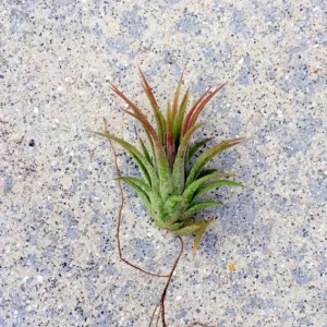 Iona Tillandsia Air Plant Live Plant – Tropical Indoor/Outdoor – 1-3 inch - Image 1