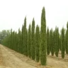 Italian Cypress Live Plant – Cupressus Sempervirens Stricta – 12-18 Inch Starter Tree – Outdoor - Image 1