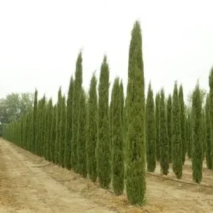 Italian Cypress Live Plant – Cupressus Sempervirens Stricta – 12-18 Inch Starter Tree – Outdoor - Image 1