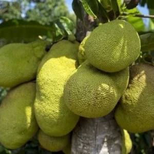 Jackfruit Live Plant – 10-12 inch – Half Gallon Pot – Tropical Fruit Tree - Image 2