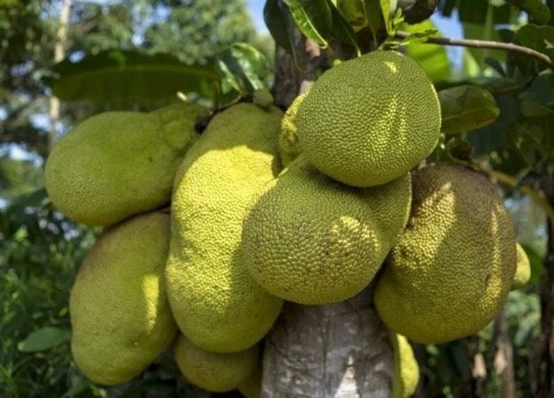 Jackfruit Live Plant – 10-12 inch – Half Gallon Pot – Tropical Fruit Tree - Image 2