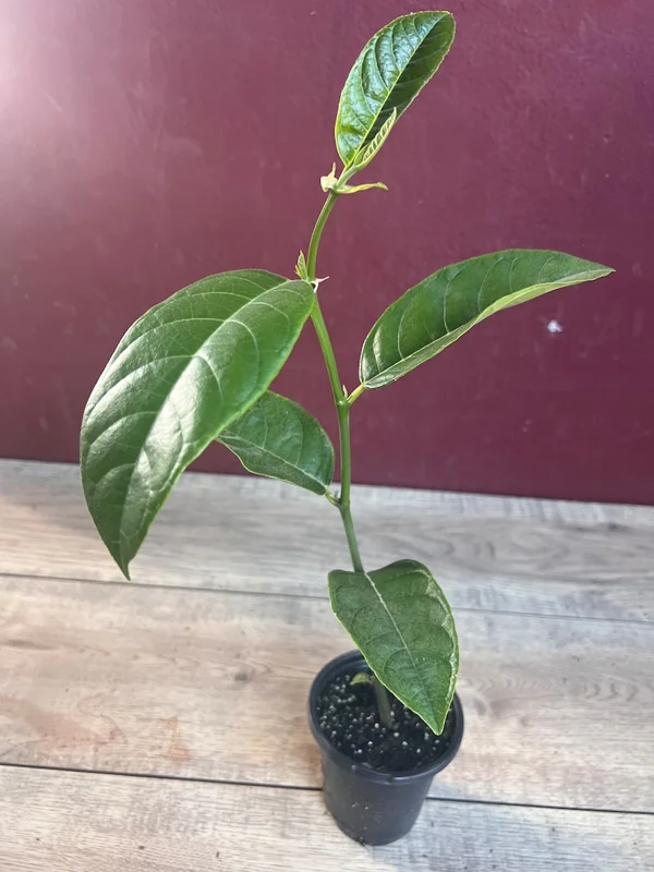 Jackfruit Live Plant – 10-12 inch – Half Gallon Pot – Tropical Fruit Tree - Image 3