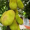 Jackfruit Live Plant – 10-12 inch – Half Gallon Pot – Tropical Fruit Tree - Image 1