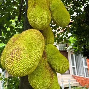 Jackfruit Live Plant – 10-12 inch – Half Gallon Pot – Tropical Fruit Tree - Image 1