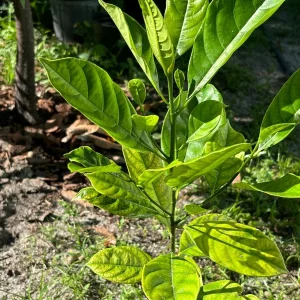 Jackfruit Live Plant – 12-16 inch Tall Tree – 1 Gallon Pot – Tropical Fruit - Image 2