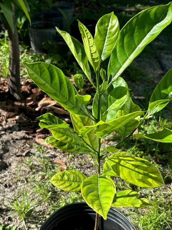 Jackfruit Live Plant – 12-16 inch Tall Tree – 1 Gallon Pot – Tropical Fruit - Image 2