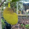Jackfruit Live Plant – 12-16 inch Tall Tree – 1 Gallon Pot – Tropical Fruit - Image 1