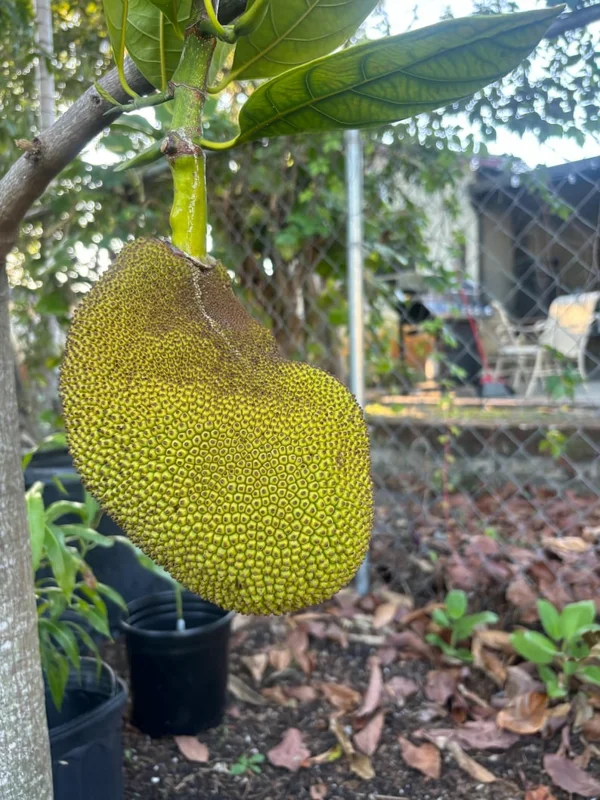 Jackfruit Live Plant – 12-16 inch Tall Tree – 1 Gallon Pot – Tropical Fruit - Image 1